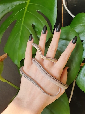 1.0 Kornnatter Anerythristic Masque Tessera Motley x Stripe