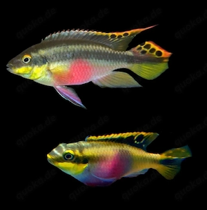 Königscichliden Purpurprachtbuntbarsch Pelvicachromis pulcher 