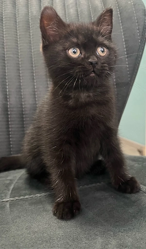 BKH Kitte 