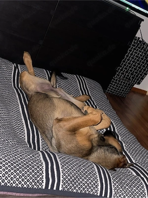 DRINGEND!! für immer zuhause gesucht   Bild 2