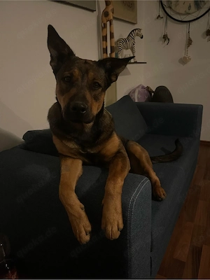 DRINGEND!! für immer zuhause gesucht  