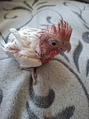 Rosakakadu Lutino Zahm
