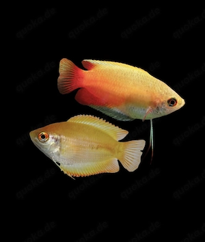 Goldener Honiggurami Colisa chuna