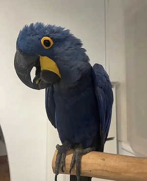  Weiblicher Ara  Zazu  sucht ein neues Zuhause 