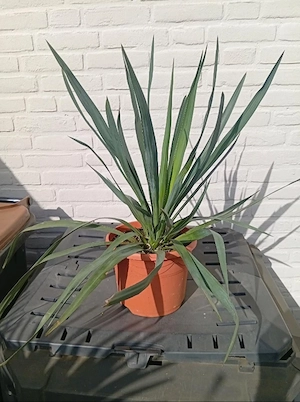 Yucca Palmlilie Ableger Winterhart