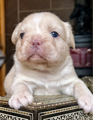 Premium Französische Bulldoggen Welpen aus promovierter Zucht 