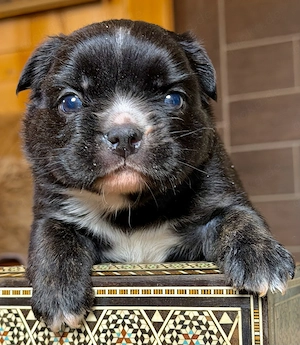 Premium Französische Bulldoggen Welpen aus promovierter Zucht 