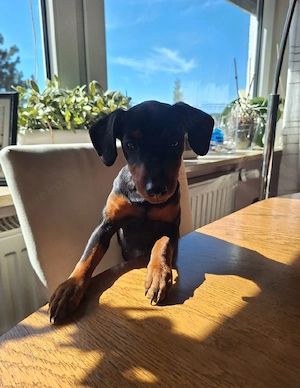Zwergpinscher Welpen (Reinrassig) suchen ein Libevolles Zuhause 