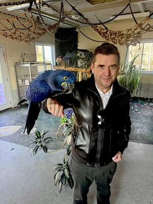  Weiblicher Ara  Zazu  sucht ein neues Zuhause 