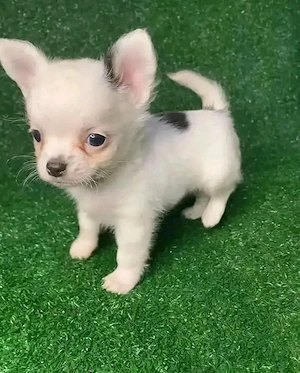 chihuahua welpe