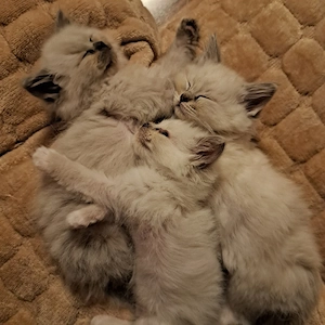 Ragdoll + Ragdoll Mink Kitten 