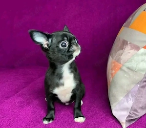 chihuahua welpe