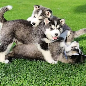 Wunderschöne Siberian Husky Welpen abzugeben
