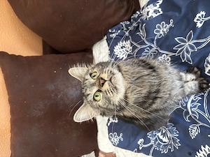Liebe volle Main coon Katze