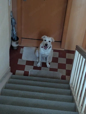 labrador Rüde sucht neues zuhause 