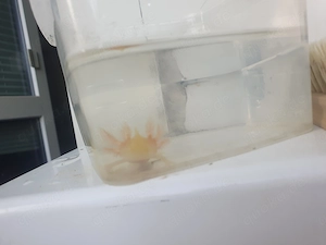 Axolotl Jungtiere zum  Verkaufen klein wie auch groß  Bild 7