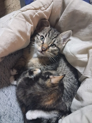  Süße Katzenbabys suchen ein liebevolles Zuhause
