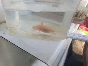 Axolotl Jungtiere zum  Verkaufen klein wie auch groß  Bild 6
