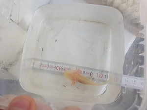 Axolotl Jungtiere zum  Verkaufen klein wie auch groß  Bild 8