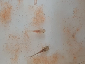 Axolotl Jungtiere zum  Verkaufen klein wie auch groß  Bild 4