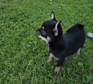 Ist die Wohnung noch so klein  ein Chihuahua passt immer rein !!!