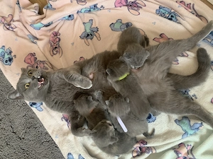 Süße BKH Kitten