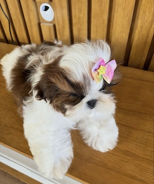 Süße Shih-Tzu-Welpen suchen ein neues Zuhause.