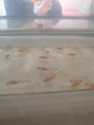 Axolotl Jungtiere zum  Verkaufen klein wie auch groß 