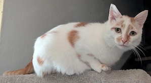Kater kastriert 