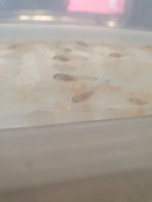Axolotl Jungtiere zum  Verkaufen klein wie auch groß  Bild 2