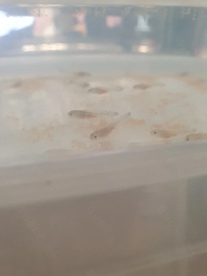 Axolotl Jungtiere zum  Verkaufen klein wie auch groß  Bild 3