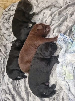 Labradorwelpen 