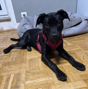 Cane Corso Labrador Mix Hündin