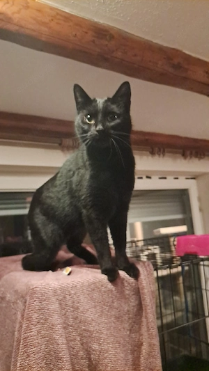 Ausgesetzte Katze sucht ein zu Hause