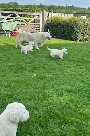 Wunderschöne Golden-Retriever-Welpen!