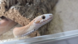 1,0 Kornnatter Scaleless Classic NZ23