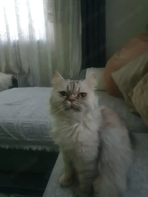 Perser Katze. Sucht ein neues liebevolles Zuhause.