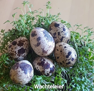 Wachteleier    Speiseeier 