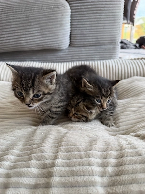 britische Kurzhaar kitten 