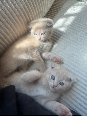 2 bkh kitten 