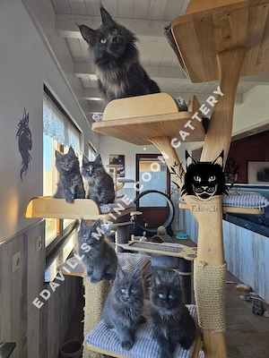 Maine Coon 