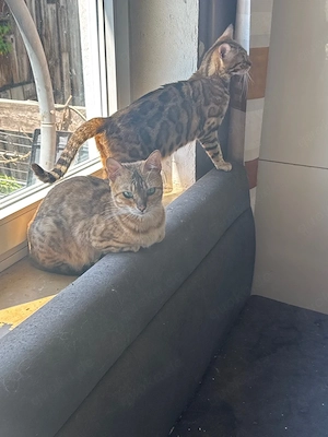 Bengalkatzen zu Verschenken
