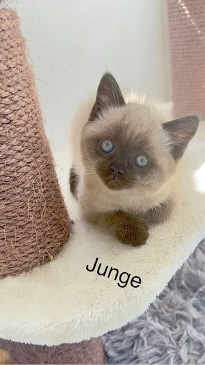 BKH , BLH Kitten (78727 Oberndorf a.N.)
