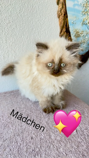 BKH , BLH Kitten (78727 Oberndorf a.N.)