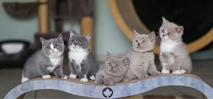 Erfahrener BKH Deckkater Blutgruppe B Bild 4