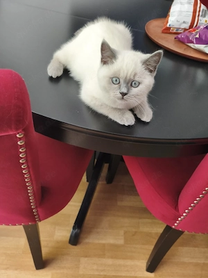 Bkh kitten 