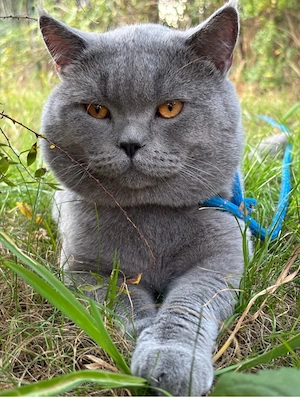 Erfahrener BKH Deckkater Blutgruppe B Bild 3