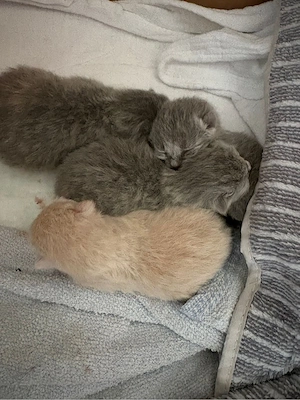 Erfahrener BKH Deckkater Blutgruppe B Bild 5