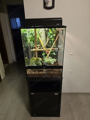 Taggecko Phelsuma pasteuri 0.1 aus 2025 Bild 5