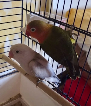 Agapornis (Unzertrennliche)